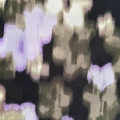 IMG_3070.jpeg